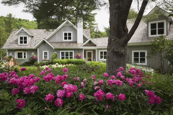 Flower bed in back of house filled with pink peonies.