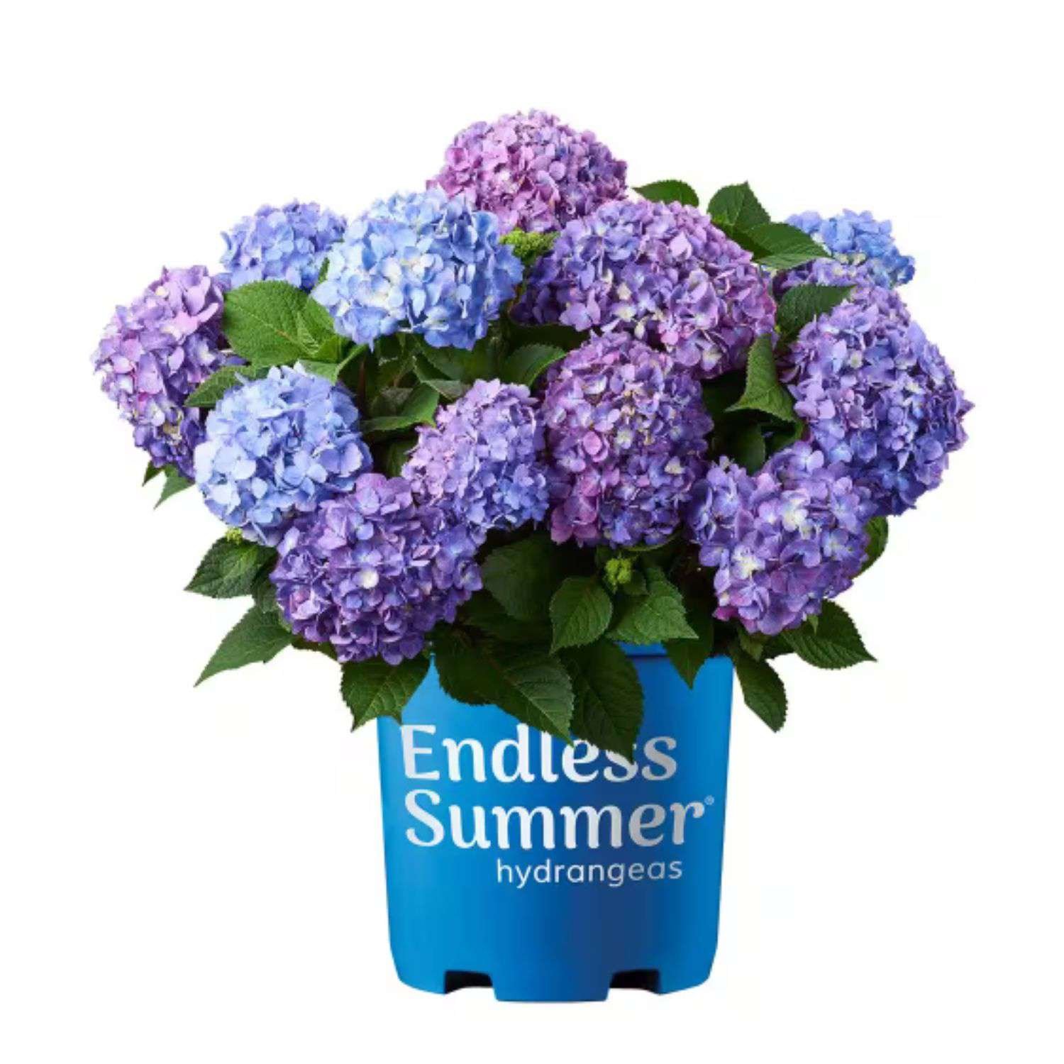 1 Gal. Bloomstruck Hydrangea Flowering Shrub with Blue and Purple Flowers