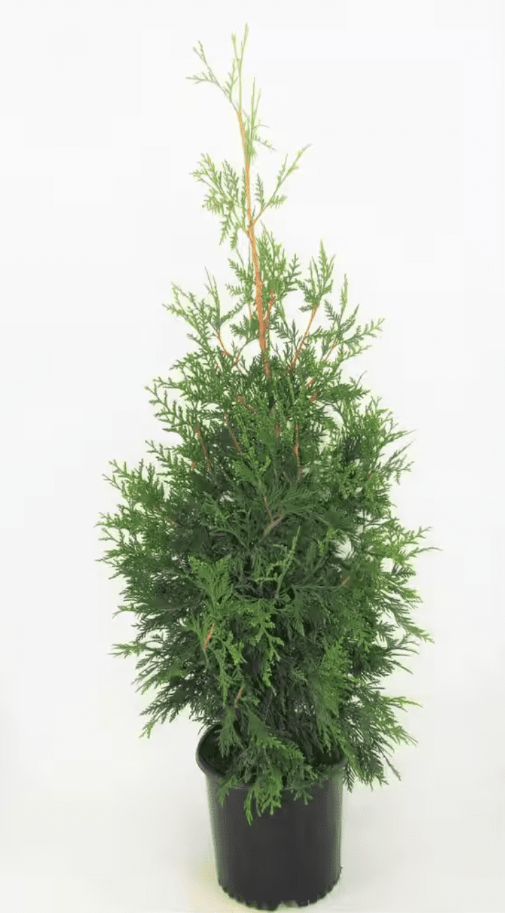 Arborvitae on sale