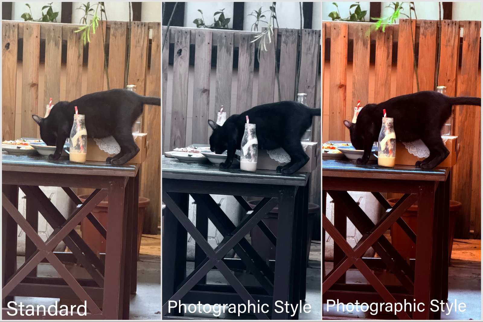 Comparison sample 5 of pictures clicked with and without Photographic Styles on iPhone 16 Pro.