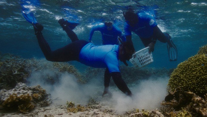 Underground reef exploring.