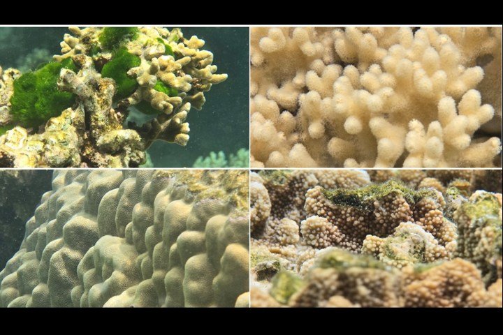 Example image of photos taken using the Ocean Mode on a Galaxy S24 Ultra.