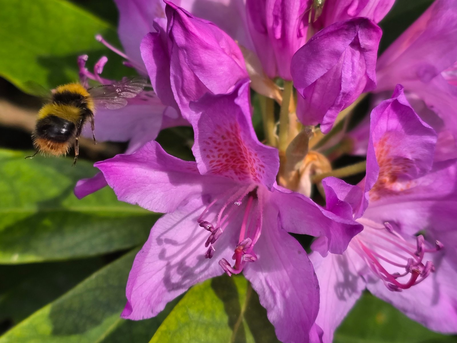 A photo taken using the Samsung Galaxy S25 Edge's 2x optical quality zoom.
