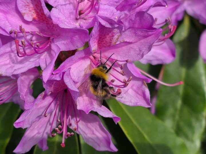 A photo taken using the Samsung Galaxy S25 Edge's 3x optical quality zoom.