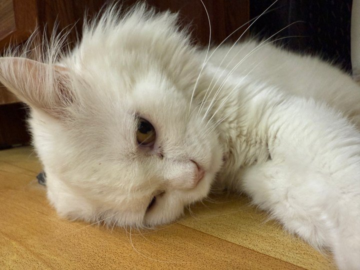 Cat picture capture by iPhone camera app.